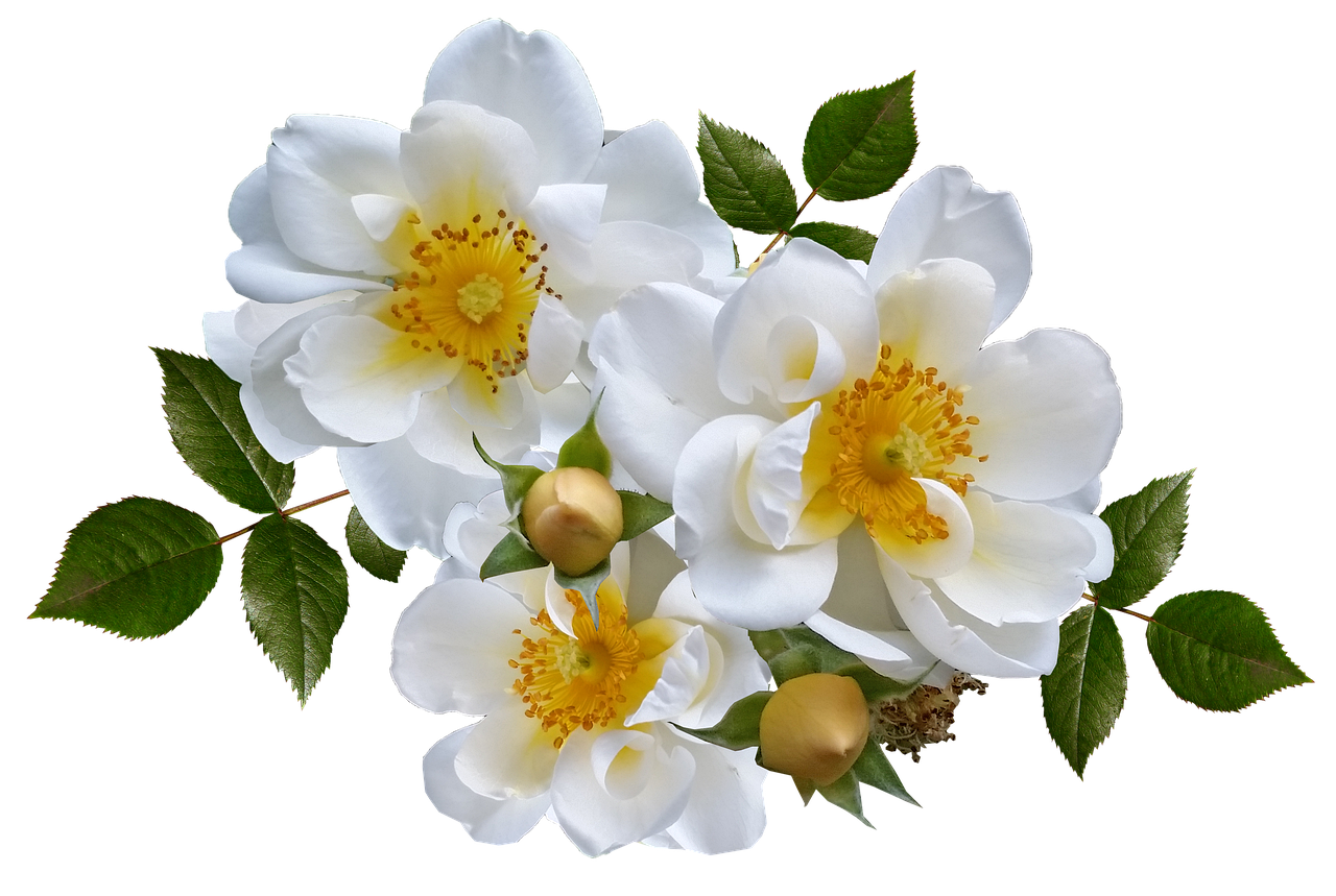 Home rose, flower, white, beautiful flowers, arrangement, garden, rose flower, flower background, nature, flower wallpaper, cut out, isolated