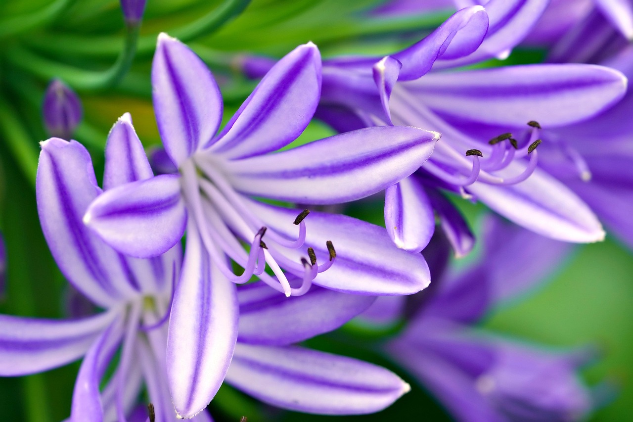 Home african lily, flower wallpaper, flower background, flowers, purple flowers, garden, nature, beautiful flowers, flora, close up