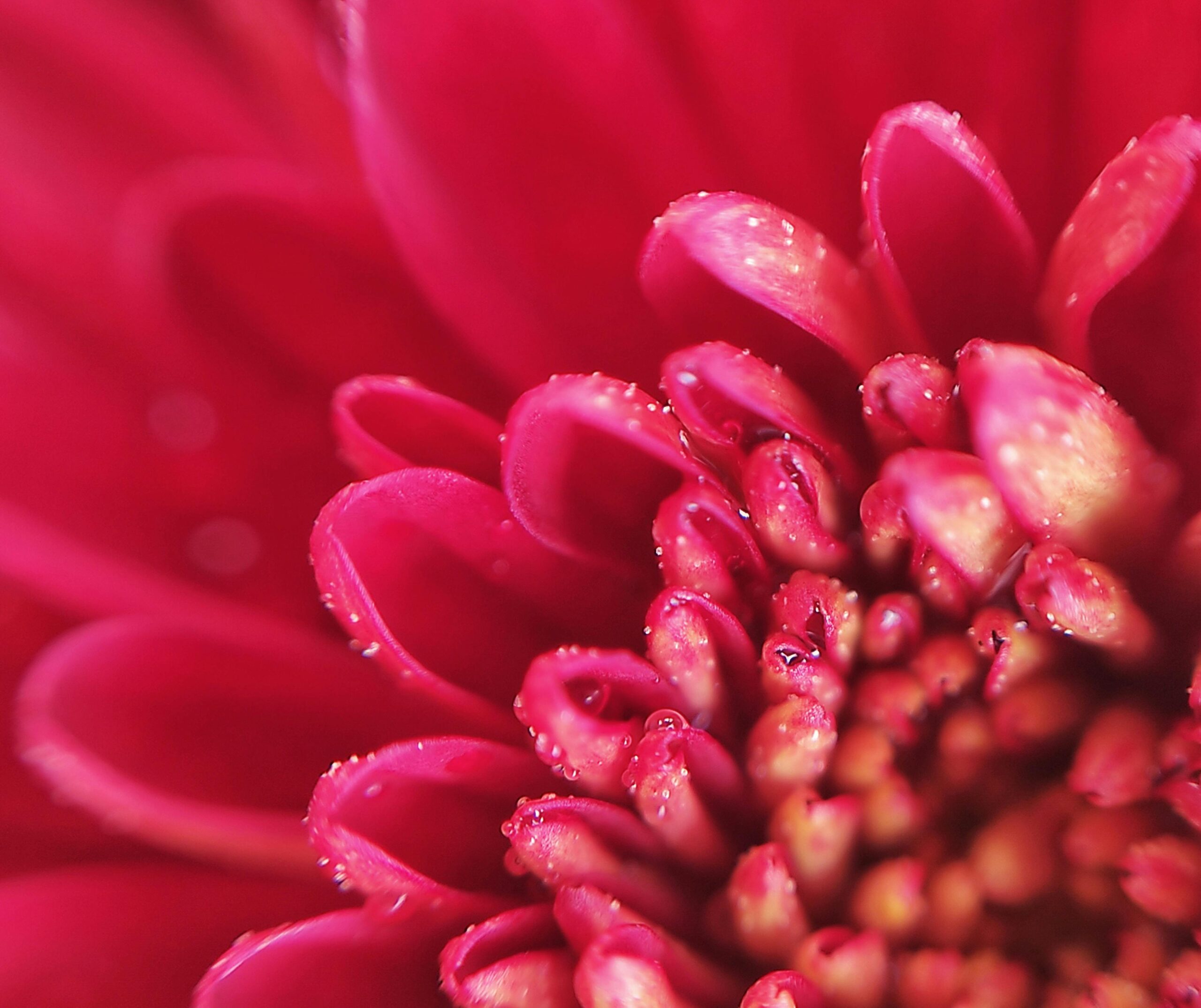 Home Macro shot of a vibrant red dahlia flower center with dewdrops on petals.