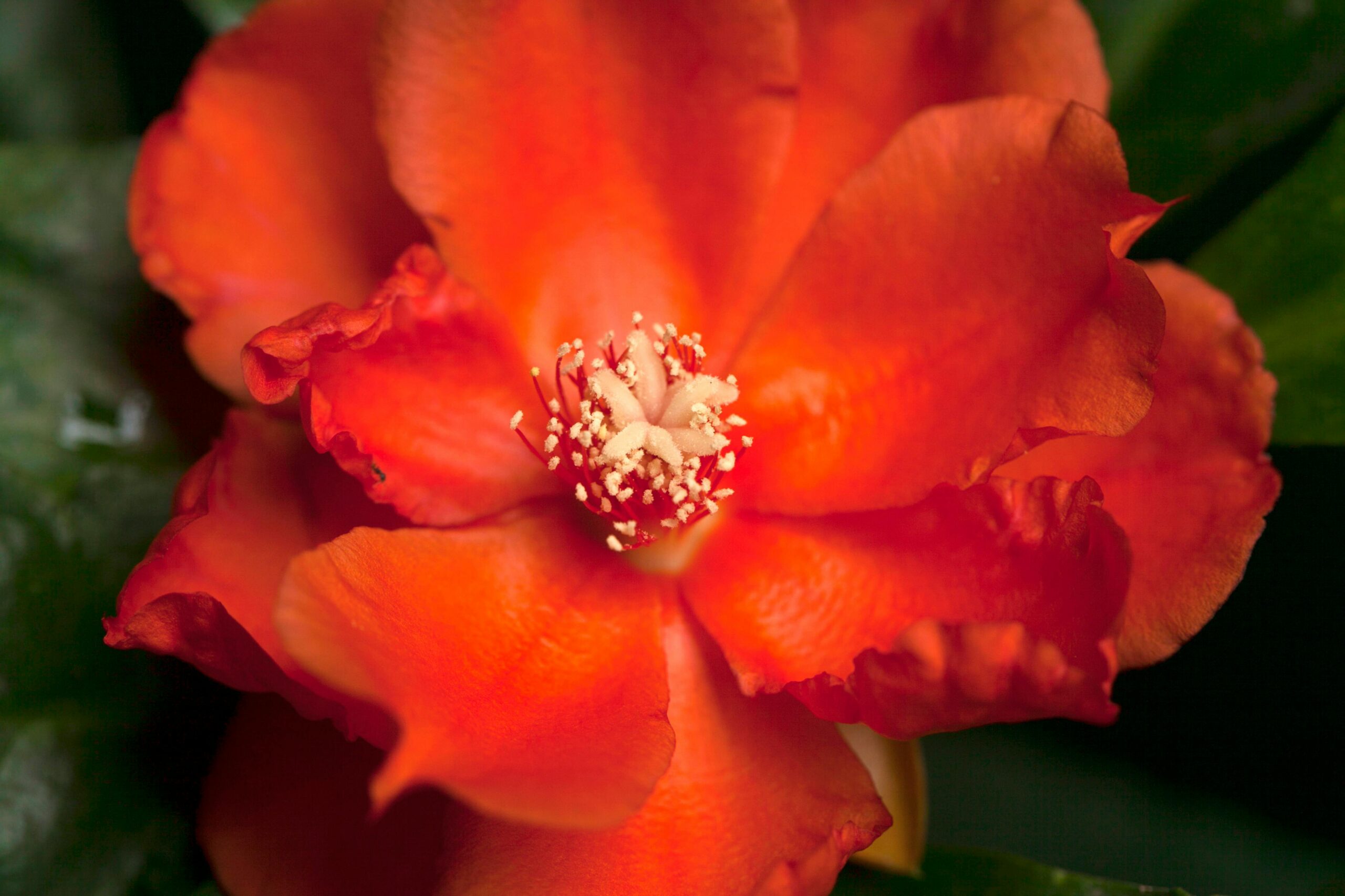 Home Macro shot of a vivid orange flower with detailed petals and stamen.